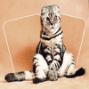 Jogo da memória do quebra-cabeça do gato