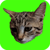 Pegue gatos